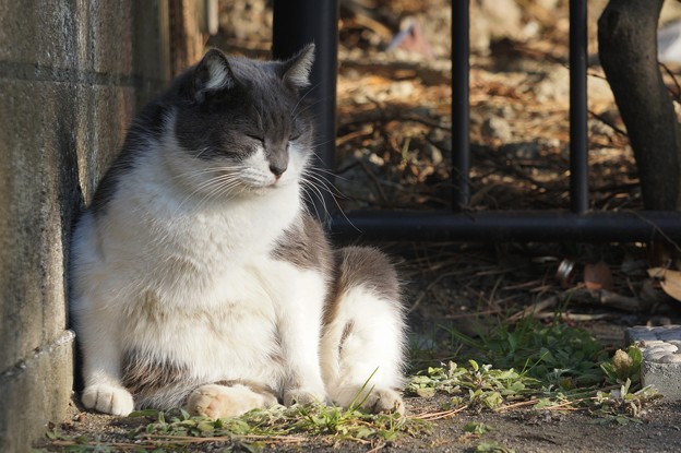 あぐらをかいて寝る猫 写真共有サイト フォト蔵