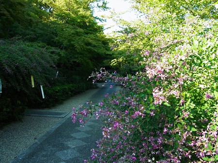 梨木神社