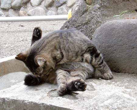 ゲバチ、またの名をおばちゃん拡大