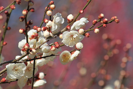 万博公園の梅の花
