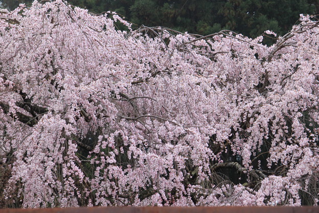 萌えさかる桜 写真共有サイト フォト蔵