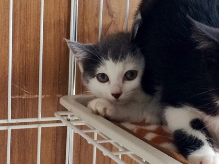 ’140711ルーム7こねこ3