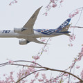 Photos: サバと桜　その2