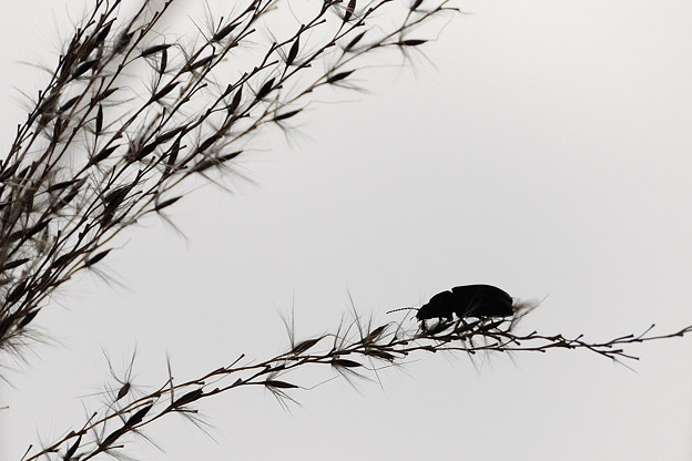 ススキと虫 Trang Chia Sẻ ảnh Photozou