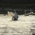 白鳥の舞いー２