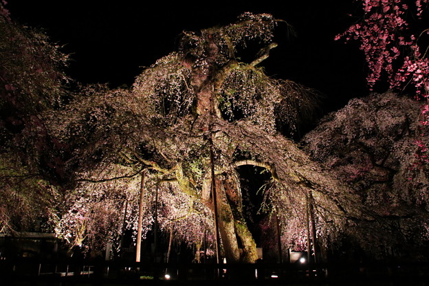 古木の尊厳枝垂れ桜のライトアップ