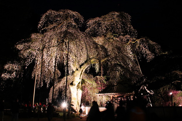 山門の前の枝垂れ桜のライトアップ