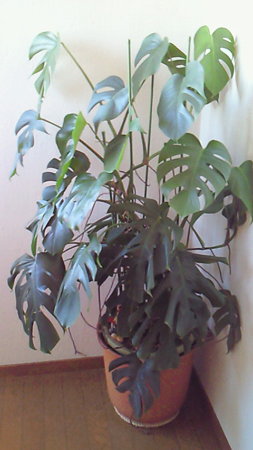 201001161006000
