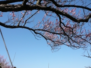 梅空