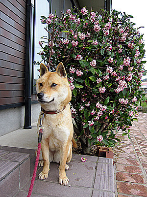 沈丁花って美味しいの ボクは山陰柴犬のリキです