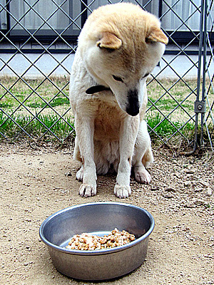 スタミナ納豆を食べる ボクは山陰柴犬のリキです