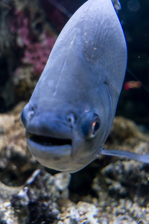 ニューヨークの川にすんでいる魚