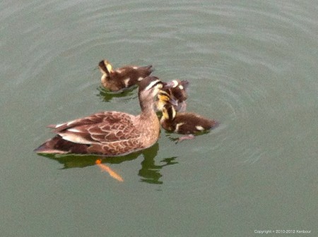 Blog_20120714_Karugamo_02
