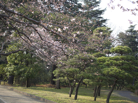 バラ園横