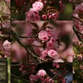 Photos: 遅咲き桜巡り１