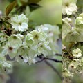 Photos: 緑色の目立つ鬱金桜