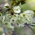 Photos: 鬱金桜