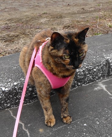 チビタン