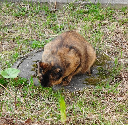 逃亡中のチビタン