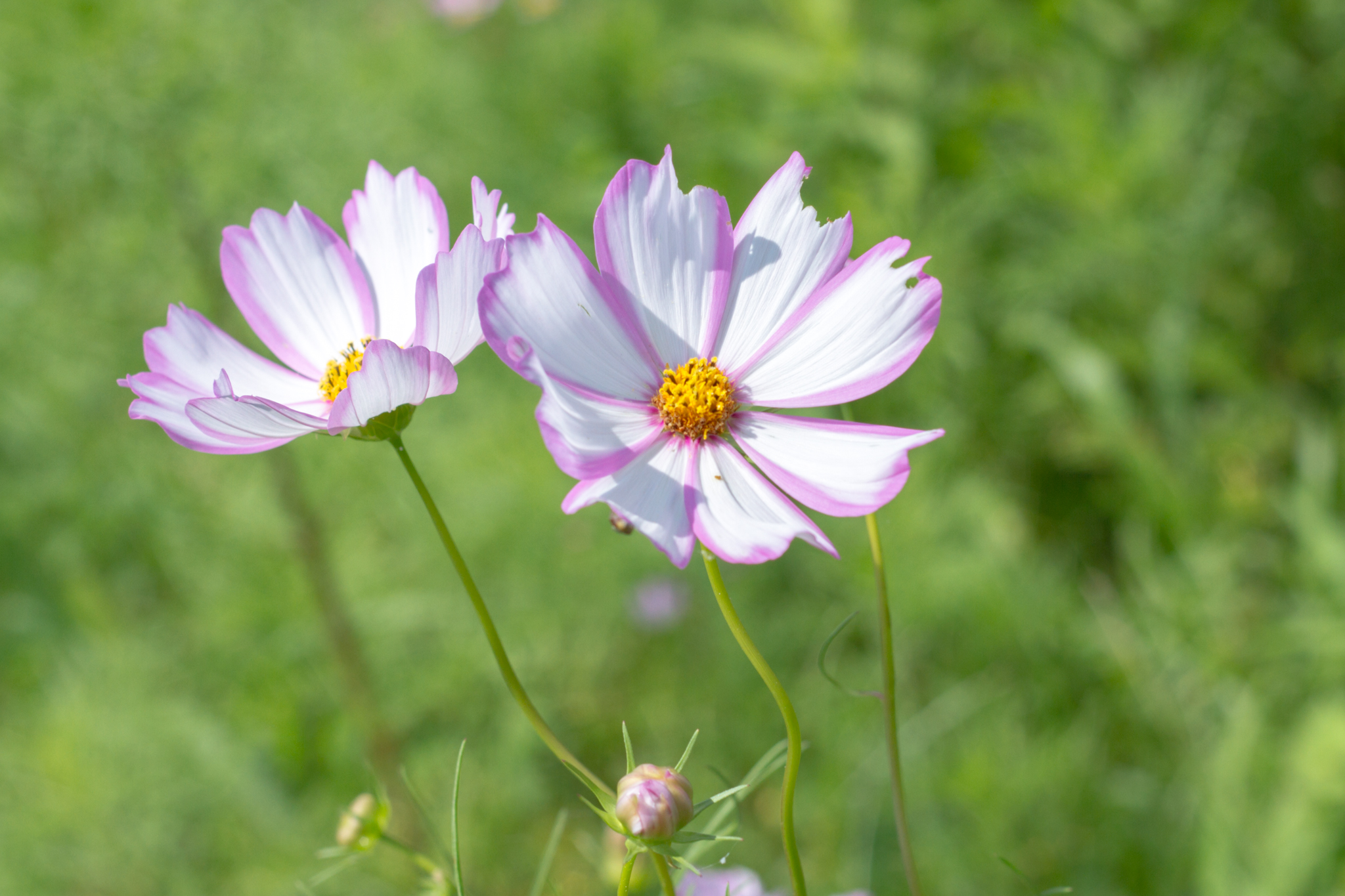 写真: IMG_8590