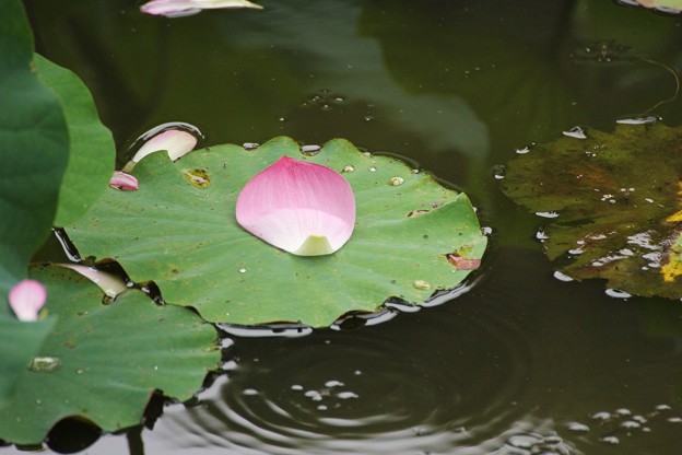 10IMG_0763