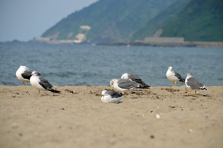 140907ウミネコ04