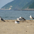 140907ウミネコ04