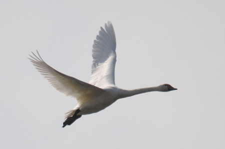 飛ぶ白鳥その1