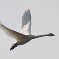 飛ぶ白鳥その１