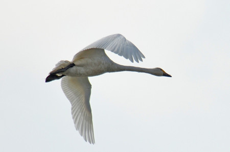 飛ぶ白鳥その4