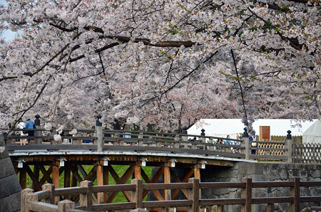 160416霞城公園の桜01