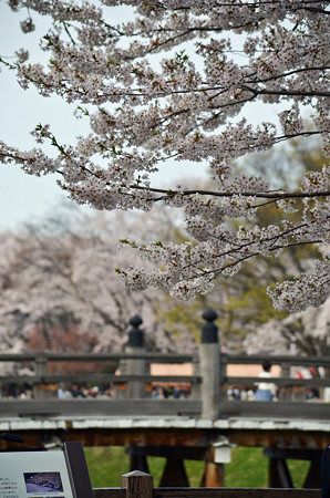 160416霞城公園の桜02