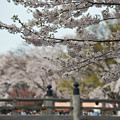 160416霞城公園の桜02