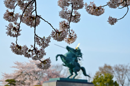 160416霞城公園の桜06