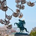 160416霞城公園の桜06