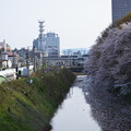 160416霞城公園の桜と山形新幹線