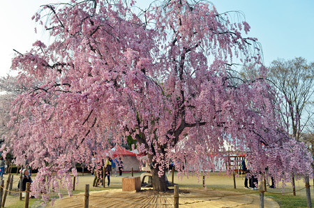 160416霞城公園の桜10