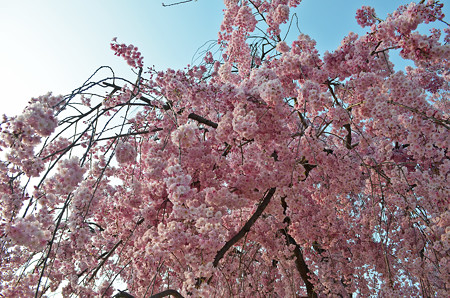 160416霞城公園の桜11