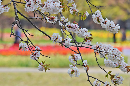 チューリップ園だけど桜