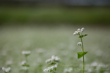 蕎麦花