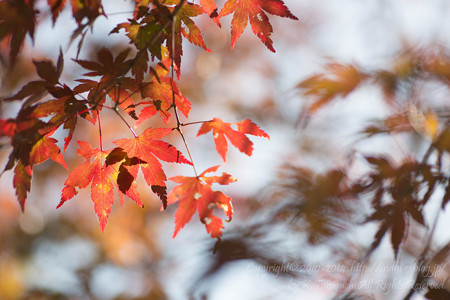 紅葉
