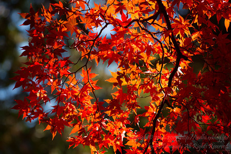 長円寺 紅葉