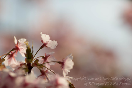 河津桜