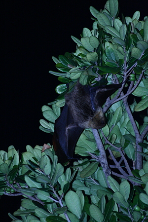 LeionBat