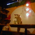 Photos: 猫カフェの猫ちゃんたち