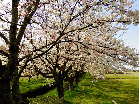 水橋の桜1604022s