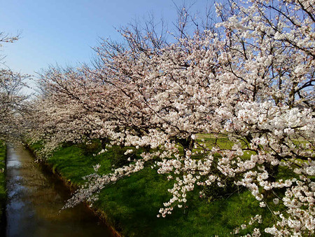 水橋の桜1604023s