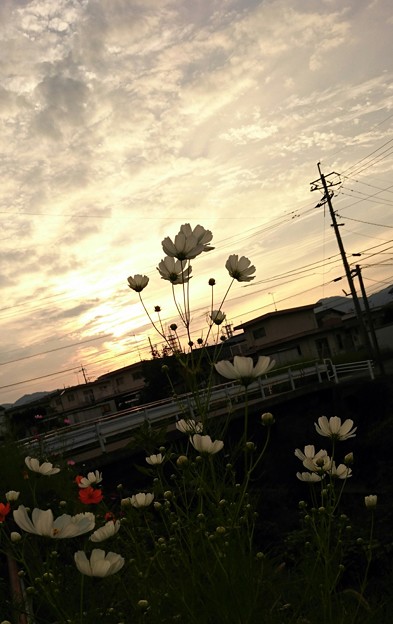 夕景とコスモス～(2)