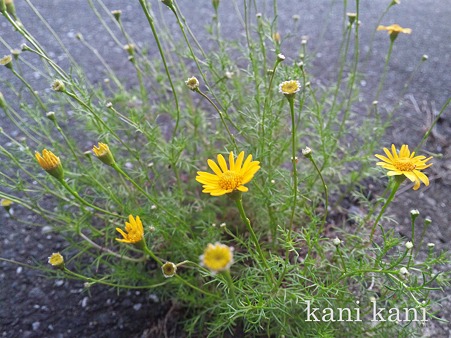 SH3K0675