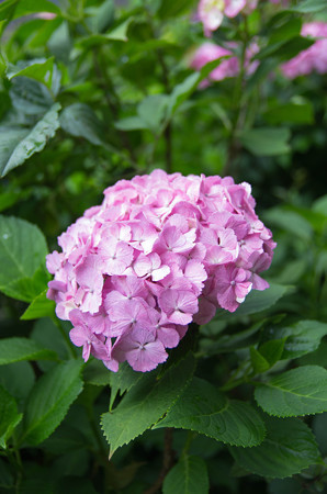 IMGP7810